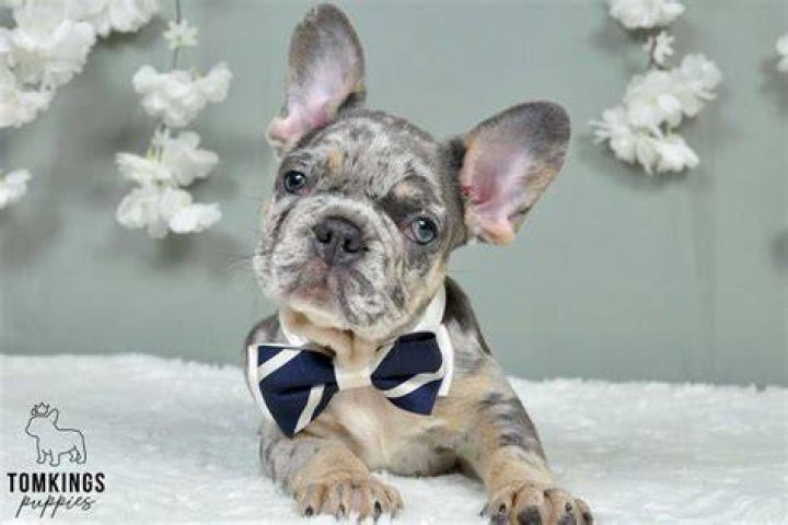25 French Bulldog Mixes WowPooch