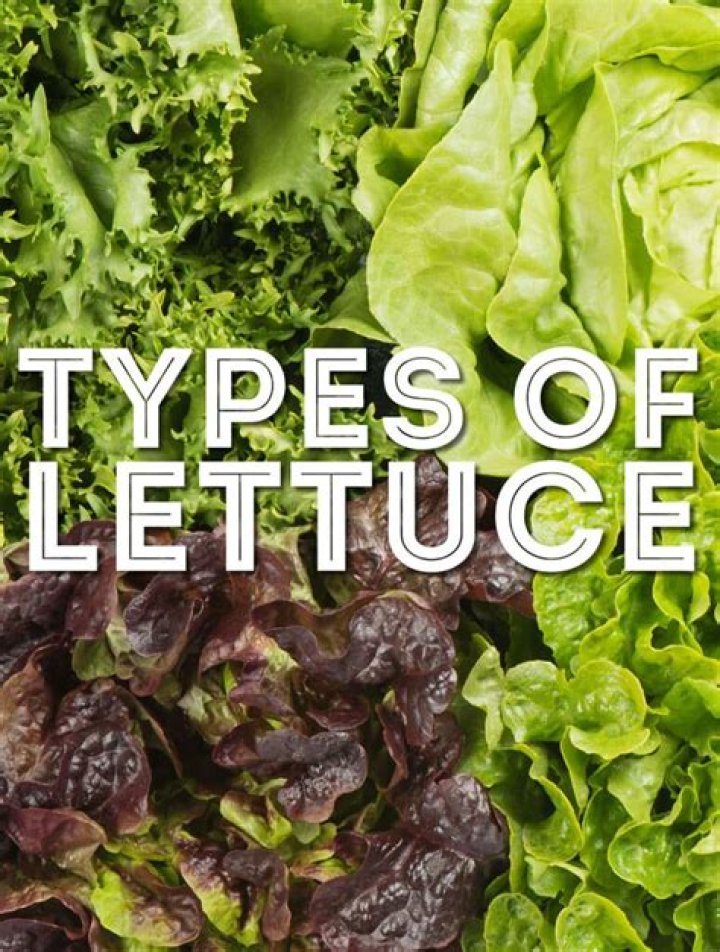 A Culinary Exploration Of A Timeless Lettuce Variety