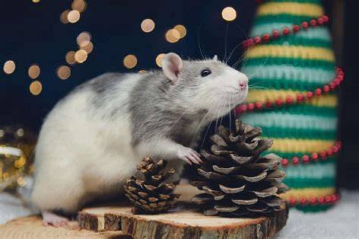 Do mice eat pine cones?