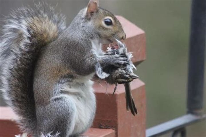 Do Squirrels Eat Meat? And Are They Omnivores? DIY Rodent Control