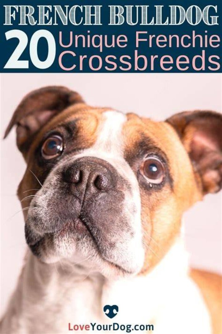 French Bulldog Mixes 20 Unique Frenchie Crossbreeds