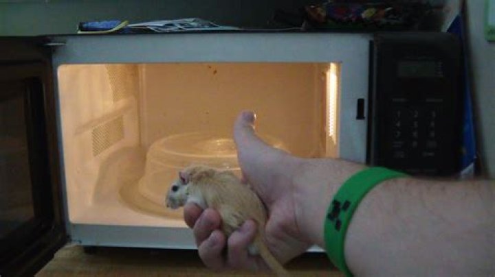 Gerbil Blows Up In Microwave YouTube