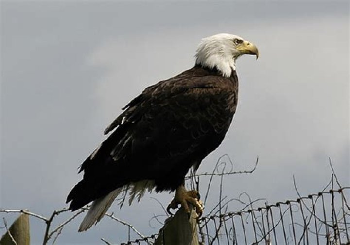 How Much Does a Bald Eagle Cost?