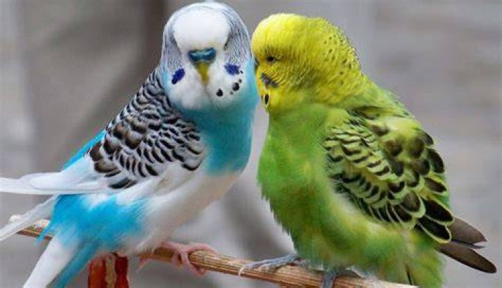 Pericas australianas en cautiverio, reino animal Mascotas