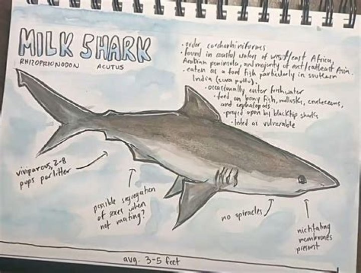 PicoVib | 18 Milk Shark Facts
