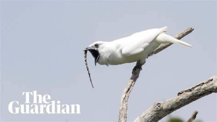 The surprising alarm-like call of the world's loudest bird