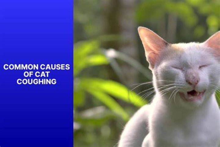 Unveiling The Causes Behind Cat Coughing Without Hairballs: A Comprehensive Guide