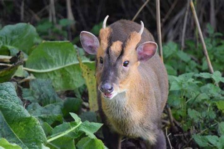 Unveiling The Secrets Of Muntjac Deer: Face Glands And Beyond