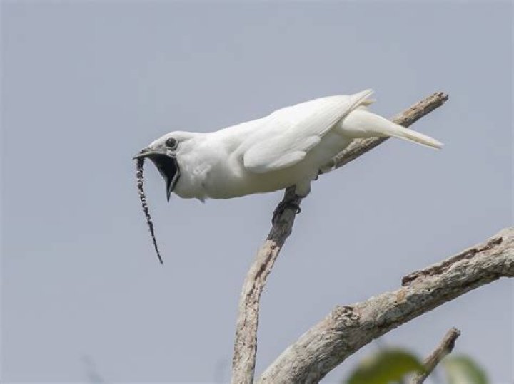 white bellbird
